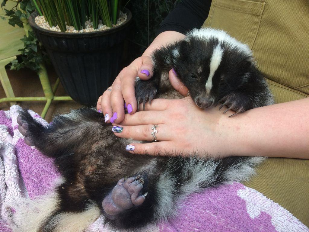 Дружелюбный скунс Фёкла. Фото: moscowzoo.ru